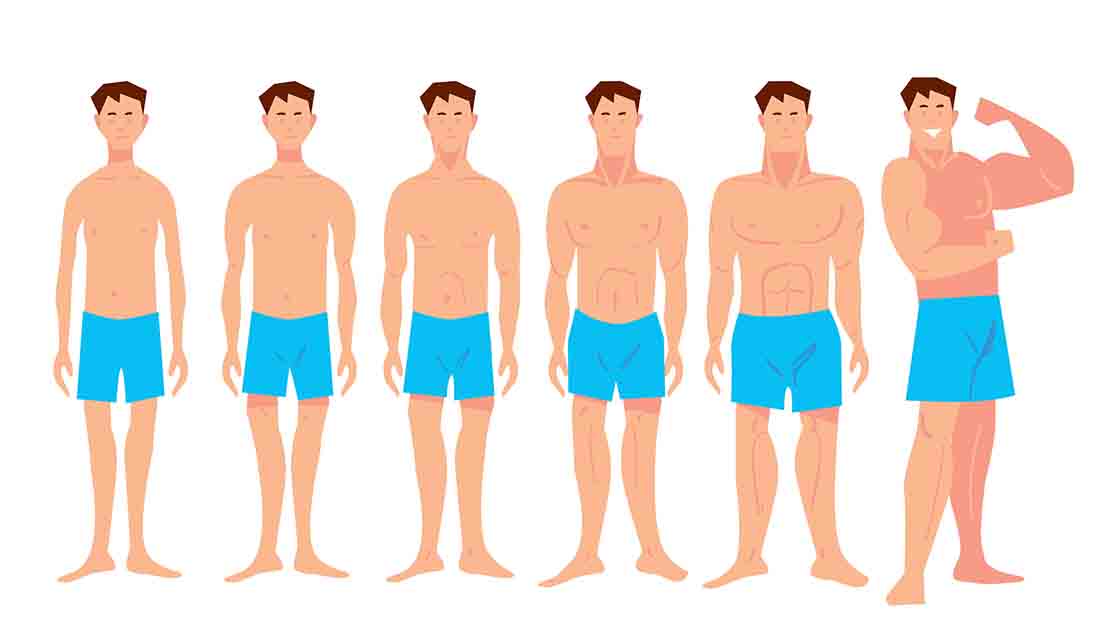 Cartoon of Various Male Physiques - From Skinny To Bodybuilder.