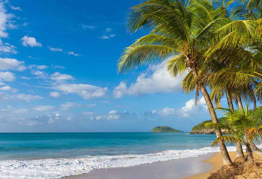 A Tropical Beach With Coconut Trees.