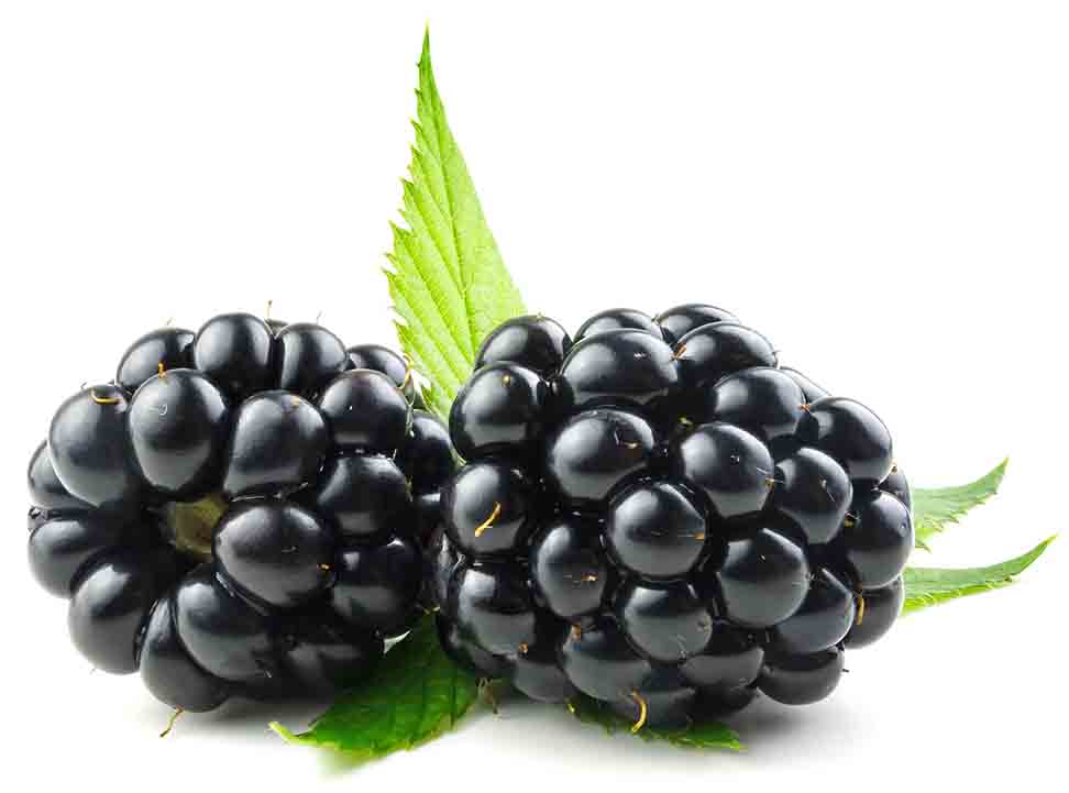 Picture of blackberries.