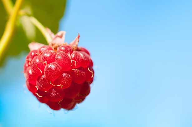 Picture of a boysenberry hanging from a plant.