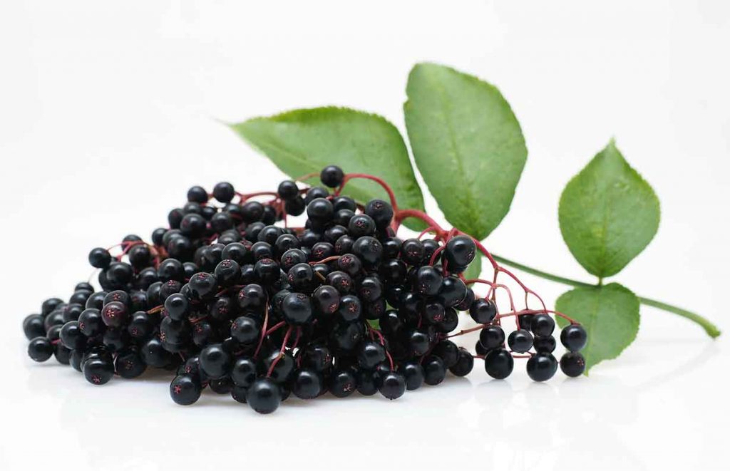 Picture of some elderberries on a vine.