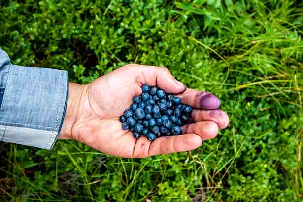 Picture of someone with huckleberries in their hand.