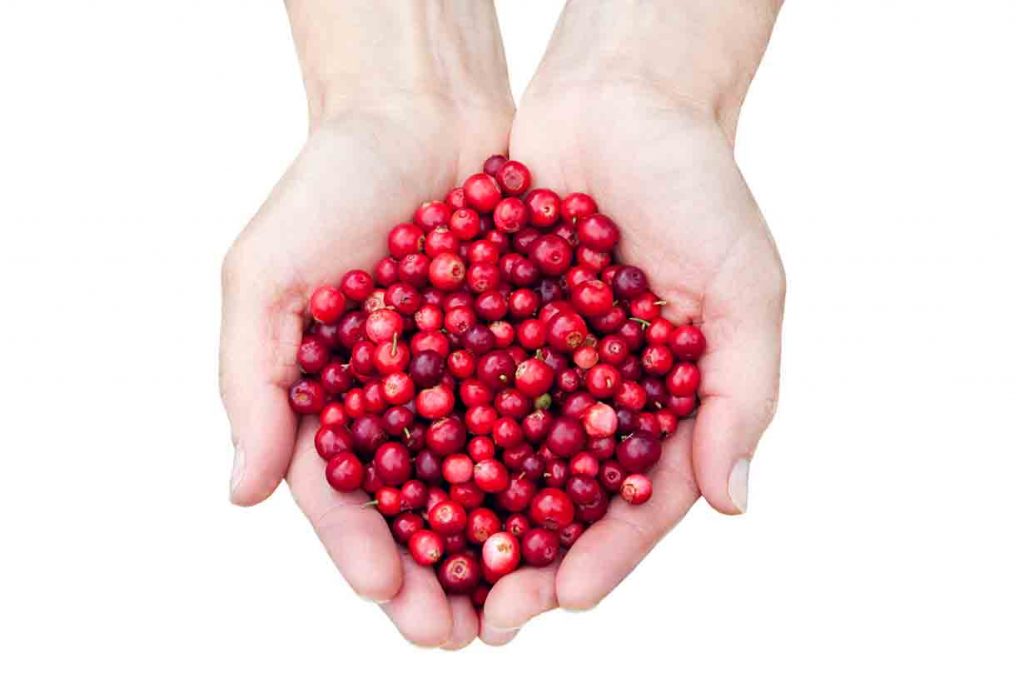 A woman holding lingonberries in her hands.