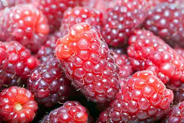 A picture showing loganberries.