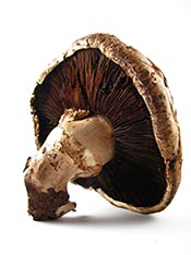 Picture of a portobello mushroom.