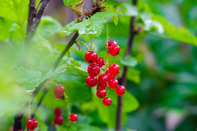 Redcurrants Growing In the Wild.