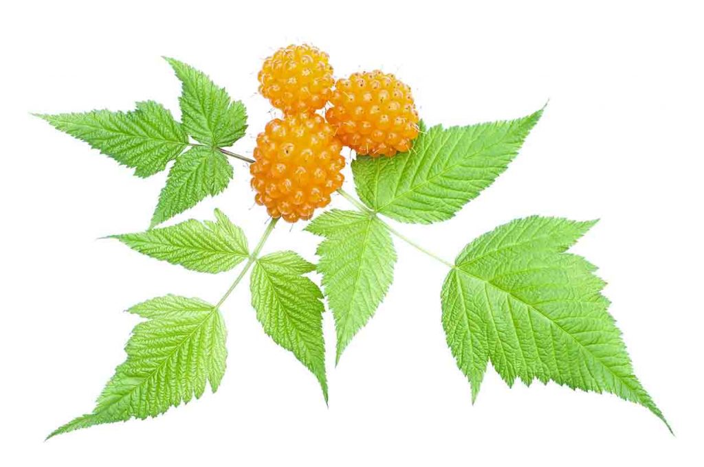 A picture of some salmonberries on the vine.