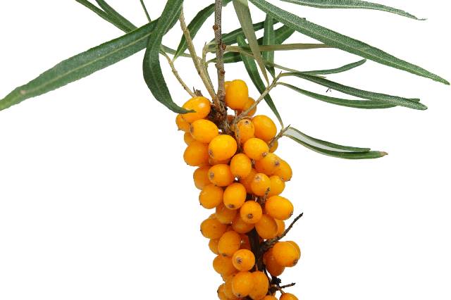 Sea Buckthorn (Seaberries).