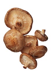 Picture of shiitake mushrooms.