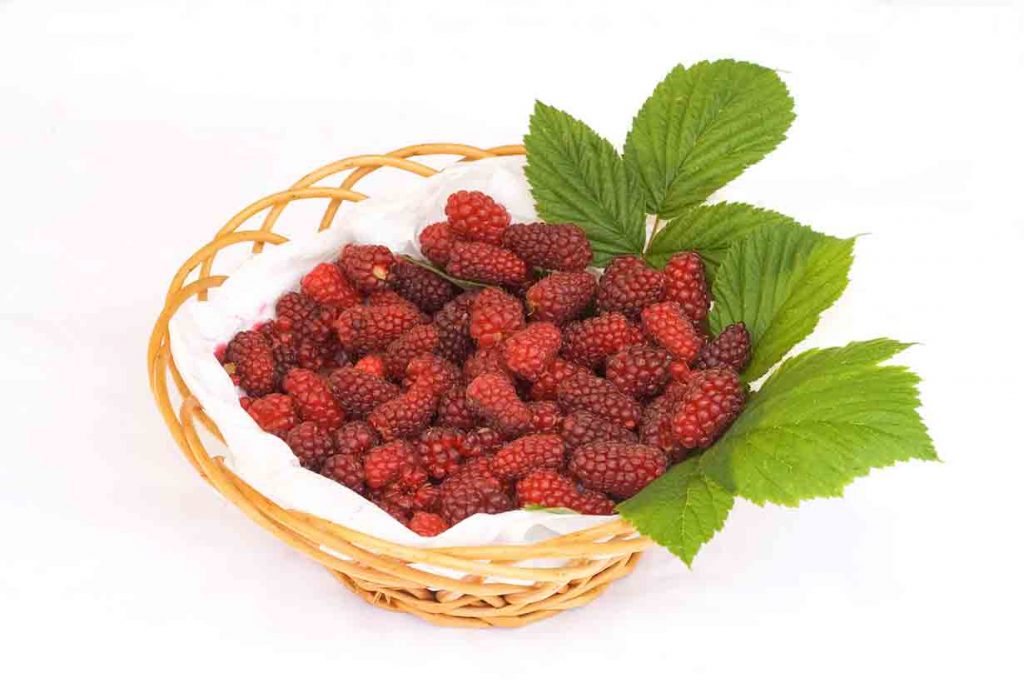 Picture of tayberries in a basket.