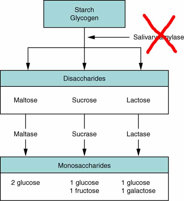 Diagram Showing How Amylase Digests Starch - Carb Blockers Impede Amylase.