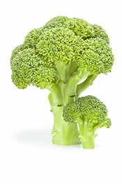 Picture of a Broccoli Stalk.