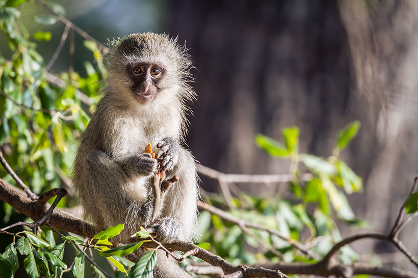 Picture of a monkey Holding Some Food.