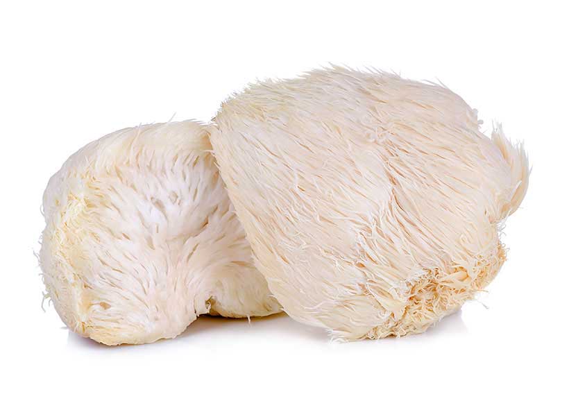  Lion's Mane Mushrooms (Hericium erinaceus).