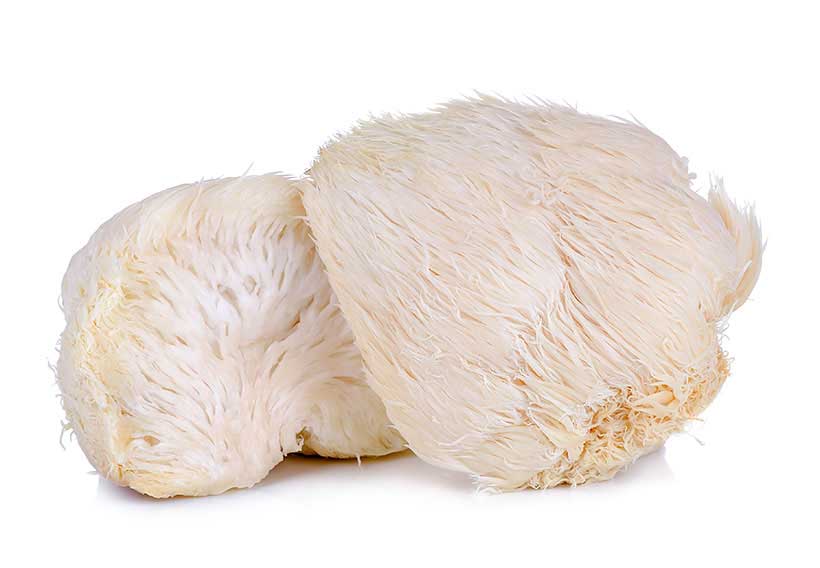 Picture of Lion's Mane Mushrooms (Hericium erinaceus).