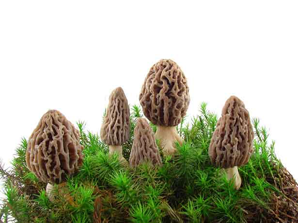 Morel Mushrooms Growing in the Grass/Dirt.