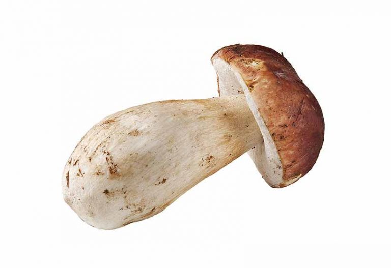 18 Popular Types of Edible Mushrooms Nutrition Advance