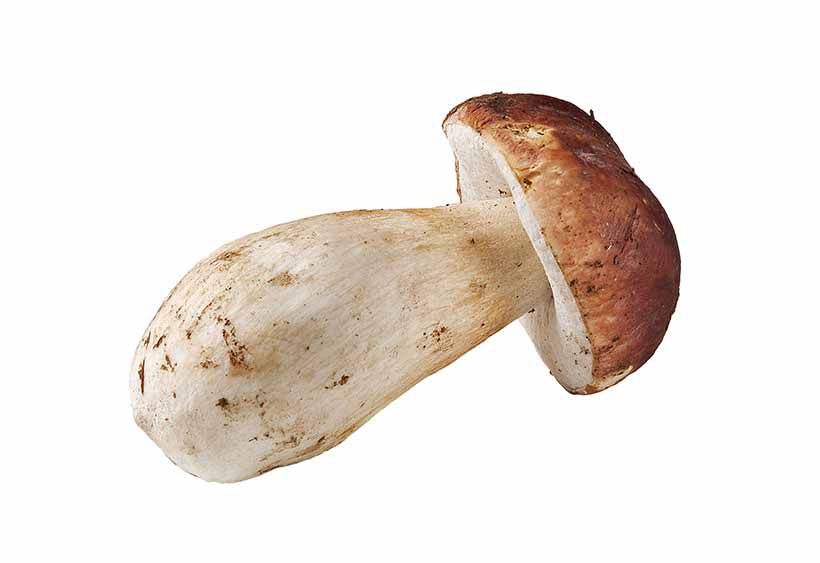 A Single Large-Sized Porcini Mushroom On a White Background.