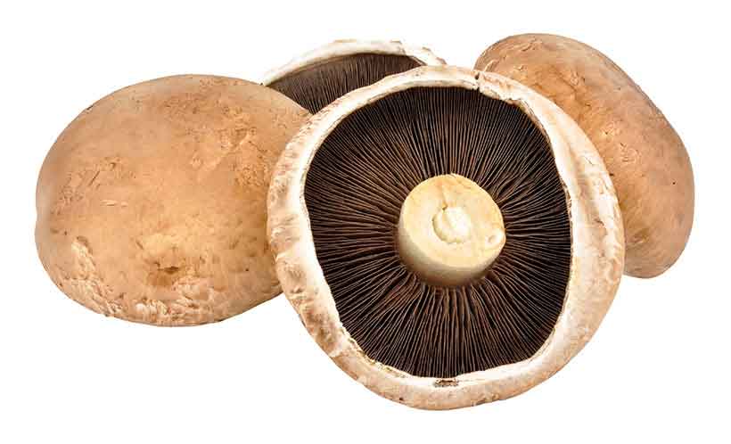 Picture of portobello mushrooms (Agaricus bisporus).