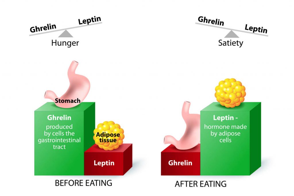 Satiety is the Difference Between Dietary Success and Failure.