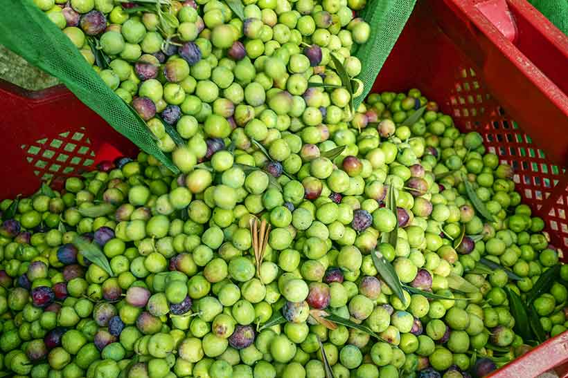 Picture of Arbequina Olives Being Harvested.