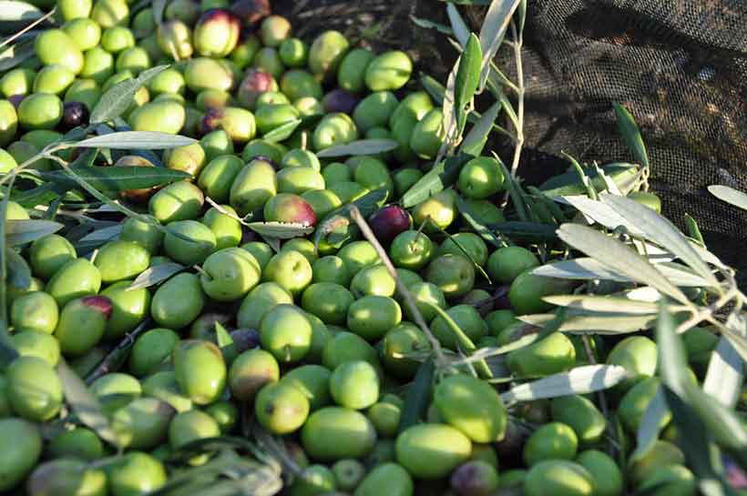 Picture of Portuguese Cobrancosa Olives After Picking.