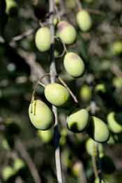 Liguria Olives Growing on a Tree.