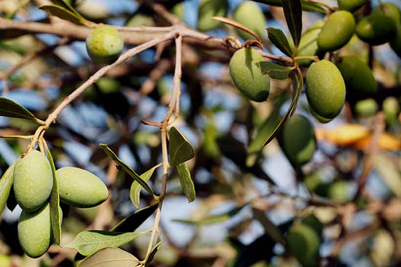 Picture of Picholine Olives Growing on the Vine.