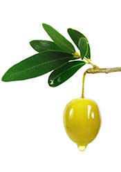 An Olive Hanging From an Olive Branch.