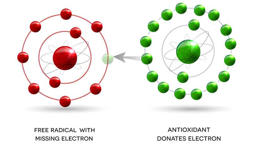 Diagram of an Antioxidant Donating an Electron to a Free Radical.