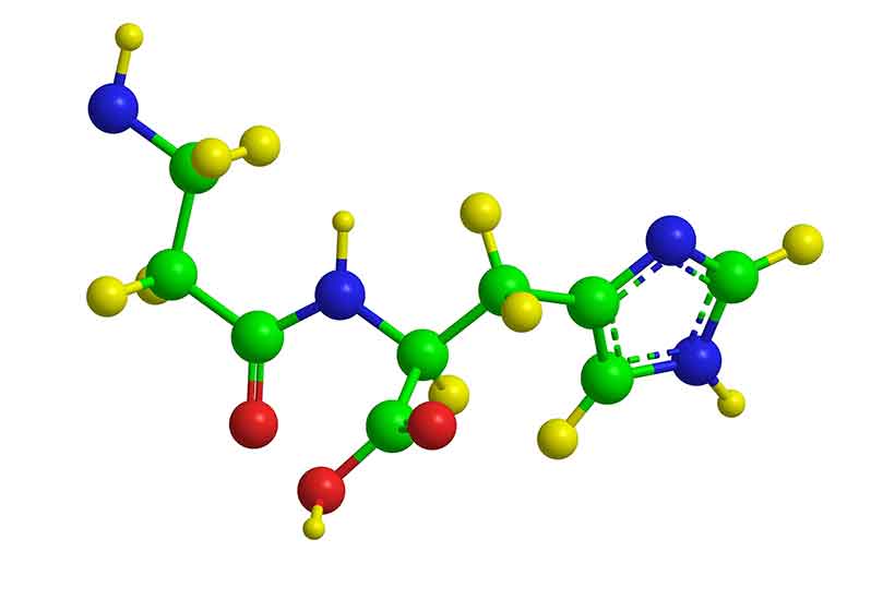 The Molecular Structure of the Amino Acid Carnosine,