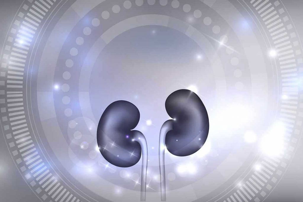 Does Too Much Protein Damage the Kidneys?