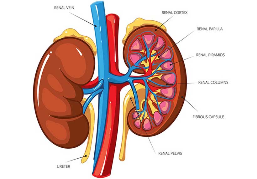 Diagram Showing Kidney Anatomy and Inner Workings of Human Kidney Organs.