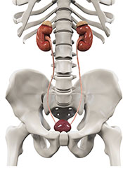 Diagram Showing the Human Kidney Anatomy In a Female.