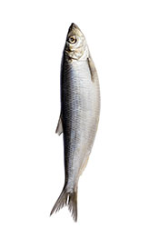 A Picture of a Single Herring Fish.