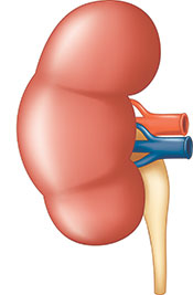 A Diagram of a Human Kidney.