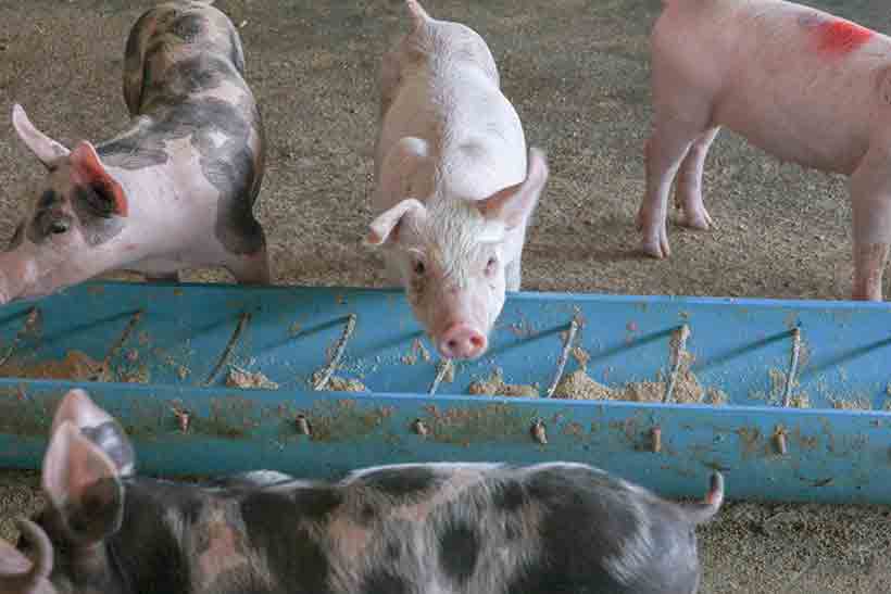 Farm Pigs Eating Their Feed In a Barn.