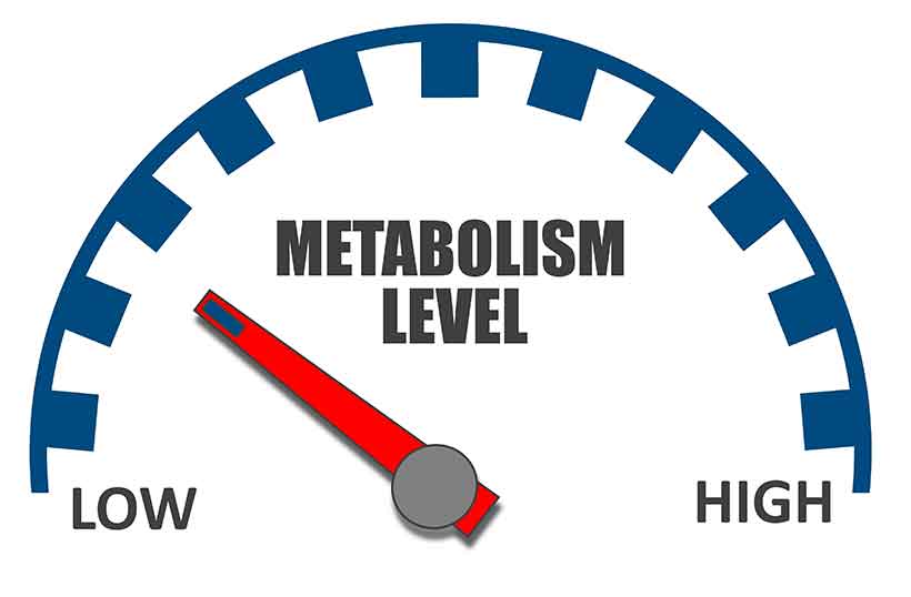 A Diagram Showing a High to Low Metabolism (Metabolic Rate) Scale.