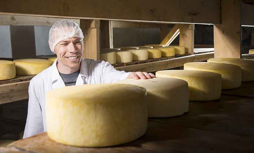 A Cheesemaker Looking At Large Wheels of Cheese.