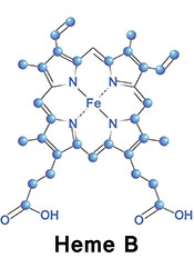 A Diagram Showing the Structure For the Molecular Compound Heme.