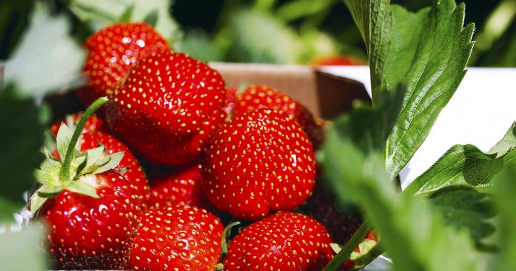Red Strawberries With Green Leaves.