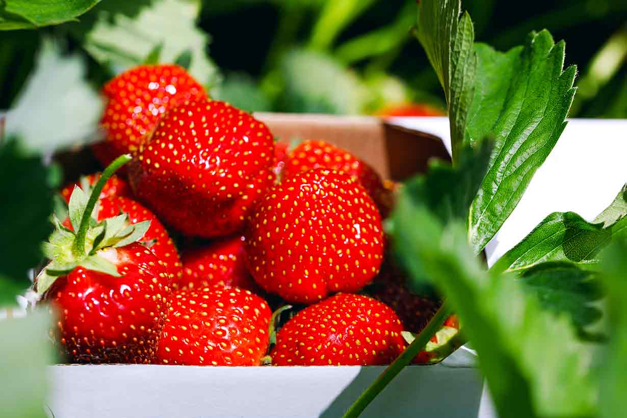 Delicious Red Strawberries With Green Leaves.