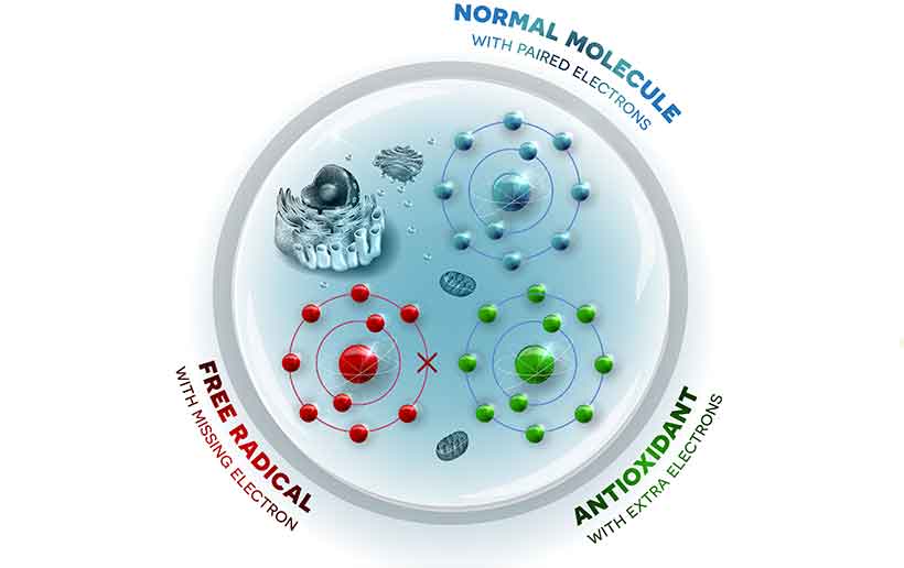 A Diagram Showing How Glutathione Repairs Free Radicals Through Electron Donation.