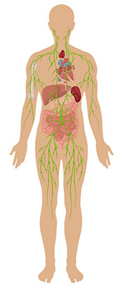 A Diagram Showing All the Cells Within the Human Body.