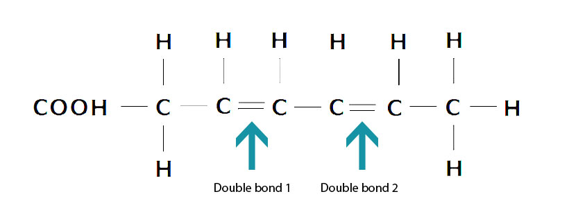 Diagram Showing the Molecular Structure of Polyunsaturated Fatty Acids.