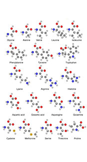 The Chemical Formulas For Common and Essential Amino Acids.