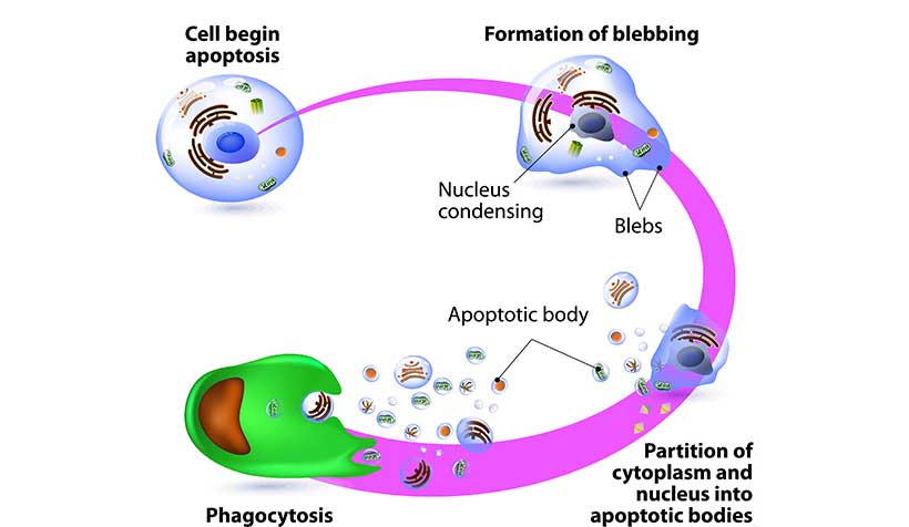 Diagram Showing How Cell Death Through Apoptosis Happens.