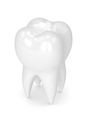A Picture of a Dental Tooth.