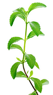 Green Fresh Stevia Leaves.