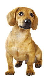 A Pet Dog Wanting To Run Around.